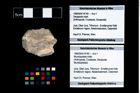 Foto (Objekt + Etikett) von Mundopsidae indet.  (NHMW-GEO-1990-0041-4740)